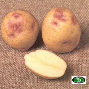 Cara Seed Potatoes 2kg - Main Crop
