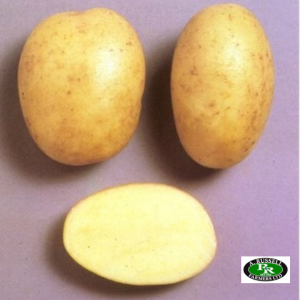 Maris Piper Seed Potatoes 2kg - Main Crop