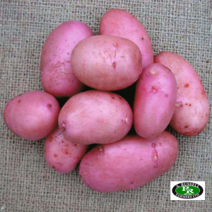 Sarpo Mira Seed Potatoes 2kg - Main Crop