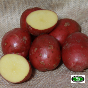 Setanta Seed Potatoes 2kg - Main Crop