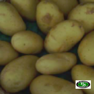 Charlotte Seed Potatoes 2kg - Salad Crop