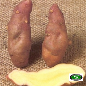 Pink Fir Apple Seed Potatoes 2kg - Salad Crop