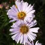 Aster 