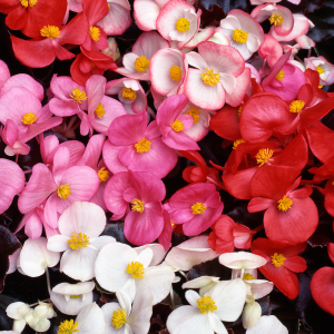 Begonia Sempervivum Dark Leaf  Mixed 10 Pack