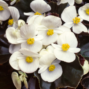 Begonia Sempervivum Dark Leaf White 10 Pack