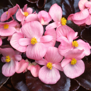Begonia Sempervivum Dark Leaf Pink 10 Pack