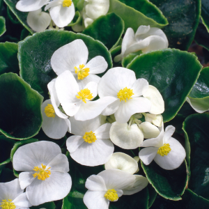 Begonia Sempervivum Green Leaf  White 10 Pack