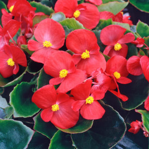 Begonia Sempervivum Green Leaf Red 10 Pack