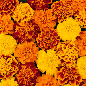 French Marigold Mixed 10 Pack
