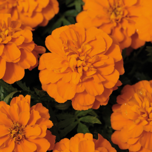 French Marigold Orange 10 Pack