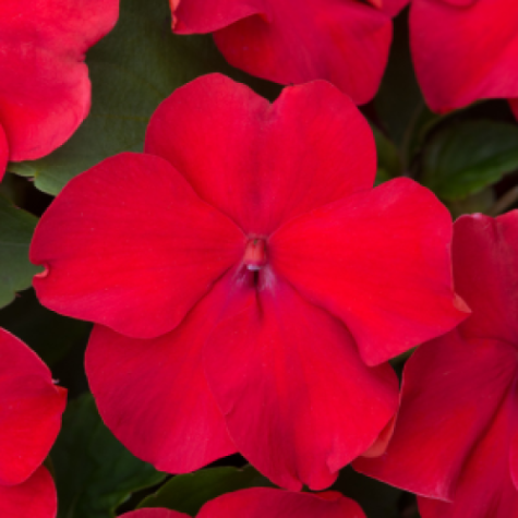Impatiens Bizzie Lizzie Rose 10 Pack