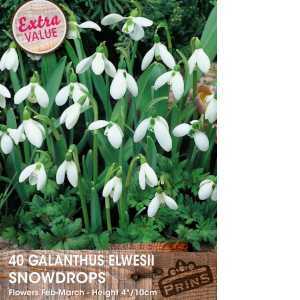 Galanthus Elwesii (Snowdrops) Bulbs White Flower 40 Per Pack