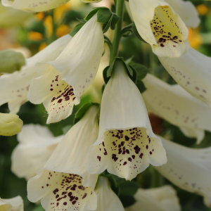 Digitalis Dalmatian Cream (Foxglove)