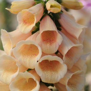 Digitalis Dalmatian Peach (Foxglove)