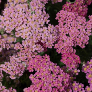 Achillea Milly Rock Pink