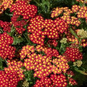 Achillea Milly Rock Red