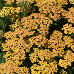 Achillea Milly Rock Yellow Terracotta