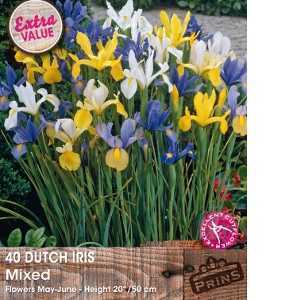 Dutch Iris Mixed Bulbs  40 Per Pack