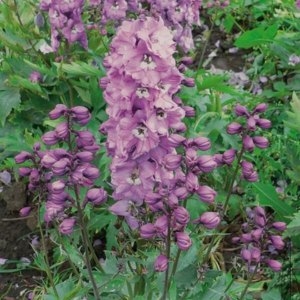 Delphinium Magic Fountain Deep Rose With White Bee