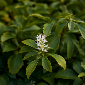 Pachysandra terminalis