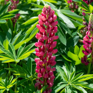 Lupin Legendary Red Shades