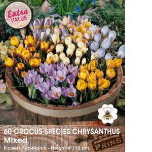 Crocus Species Chrysanthus Mixed Bulbs 60 Per Bag