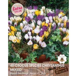 Crocus Species Chrysanthus Mixed Bulbs 40 Per Pack