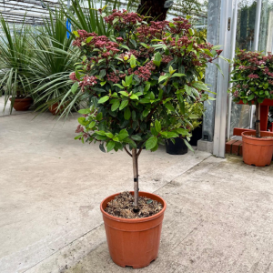 Viburnum Tinus Eve Price 1/4 Standard