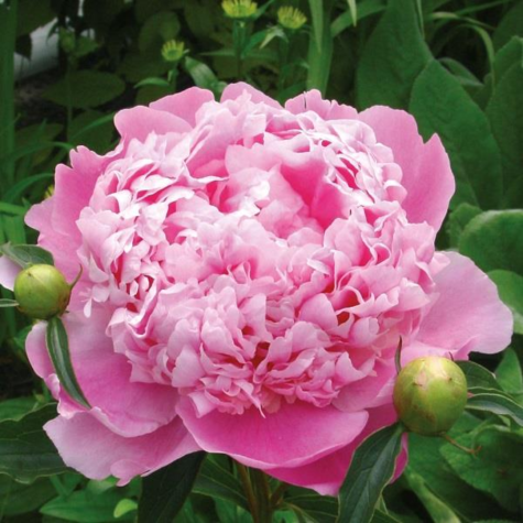Peony (Paeonia) 'Monsieur Jules Elie'