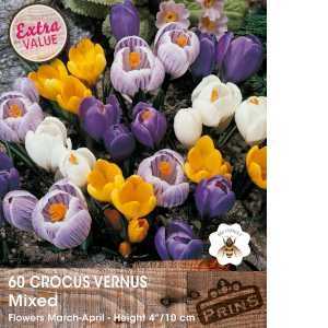 Crocus Vernus Mixed Bulbs 60 Per Pack