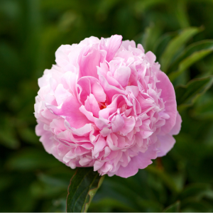 Peony (Paeonia) 'Sarah Bernhardt'