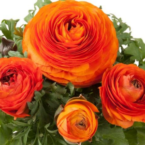 Ranunculus Orange Pink