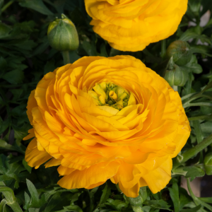 Ranunculus Golden Yellow