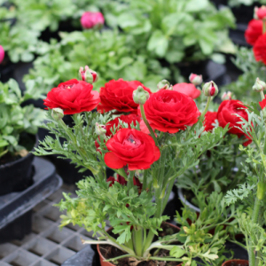 Ranunculus Red