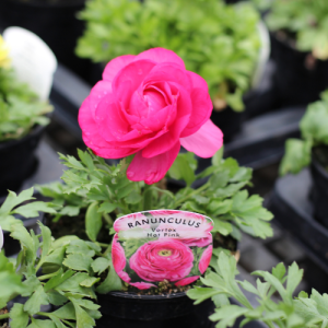 Ranunculus Hot Pink