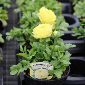 Ranunculus Lemonade