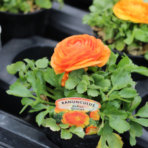 Ranunculus Orange