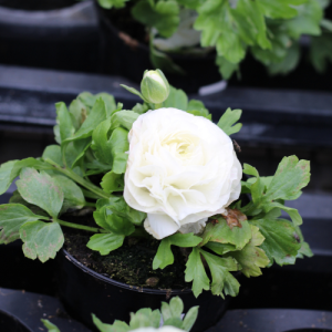 Ranunculus White