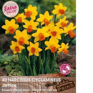 Narcissus Cyclamineus Jetfire Bulbs (Daffodil) 40 Per Pack