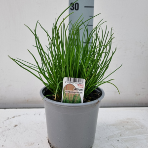 Chives - Allium schoenoprasum