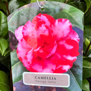 Camellia 'Kasuga Yama'