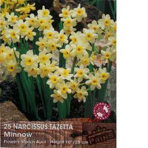 Narcissus Tazetta Minnow Bulbs (Daffodil) 25 Per Pack