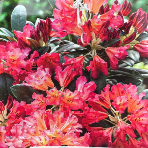 Rhododendron scyphocalyx
