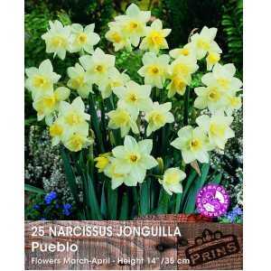 Narcissus Jonquilla Pueblo Bulbs  (Daffodil) 25 Per Pack