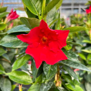 Dipladenia Red