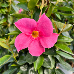 Dipladenia Pink