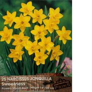 Narcissus Jonquilla Sweetness Bulbs(Daffodil) 25 Per Pack