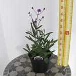 Verbena Rigida (Veined Verbena) 3 Ltr