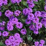 Verbena Rigida (Veined Verbena)