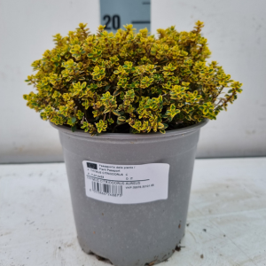 Thymus citriodorus Aureus - Thyme